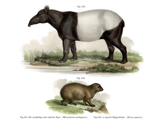 Asiatisk tapir, 1860